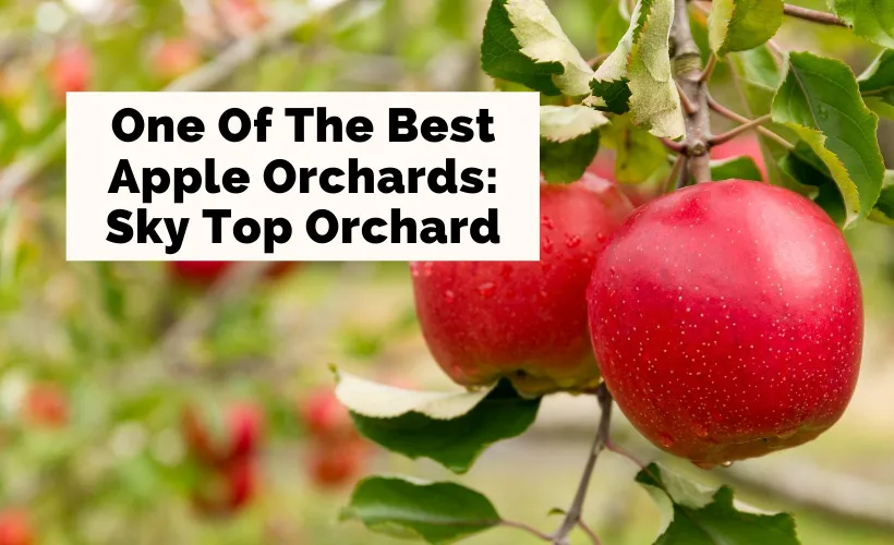 Sky Top Orchard Flat Rock NC with pictures of apple trees and two bright red apples on the tree