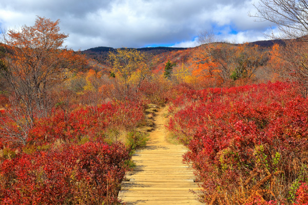 Fall Foliage Hikes Near Asheville NC Graveyard Fields with boardwalk trail surrounded by red and orange fall foliage