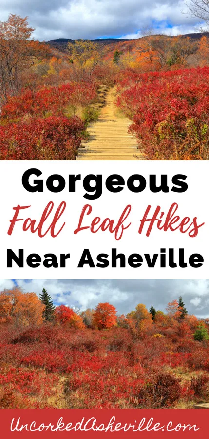 Gorgeous fall hikes near Asheville NC Pinterest Pin with two pictures of Graveyard Fields Loop and Trail with orange leaves in the fall
