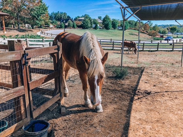 Biltmore Estate Farmyard and horses for kids with brown draft horse with white mane in dirt and wooden fence pen grazing