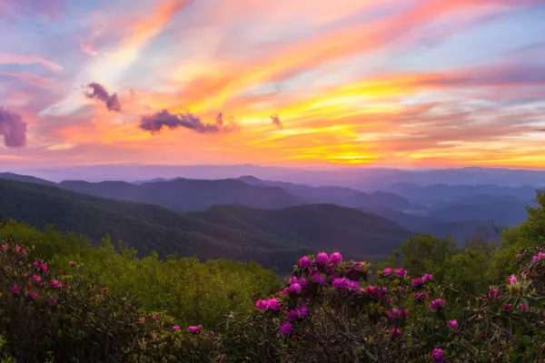 Moving To Asheville North Carolina Weather Craggy Gardens sunset in the spring with fuchsia flowers