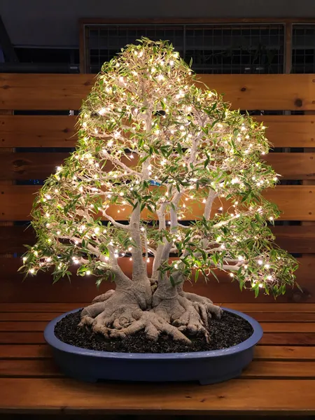 Bonsai Exhibit at Winter Lights at Arboretum Asheville with bonsai decorated in yellow lights
