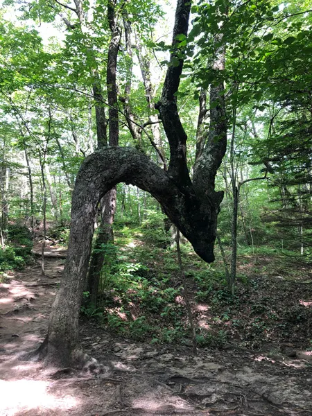 Dragon Tree at Skinny Dip Falls which is a tree bent halfway in the middle naturally and resembles a dragon
