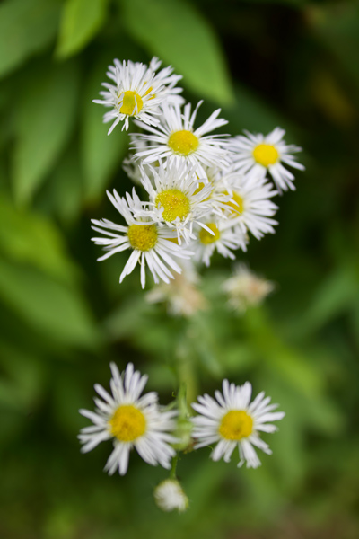 white and yellow flowers at Botanical Gardens at Asheville