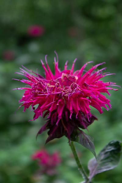 Pink Flowers at the Asheville Botanical Gardens