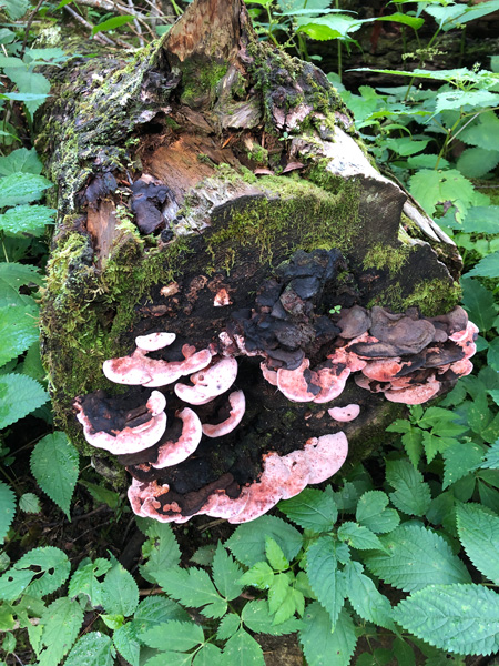 Pink and white mushrooms coming out of a tree along the Douglas Falls Hike
