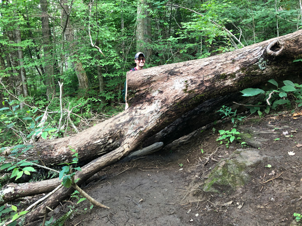 Waterfalls Near Asheville NC Douglas Falls Trail white male wearing a hat walking around a giant fallen tree