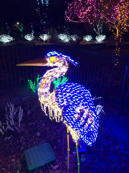 Winter Lights NC Arboretum Asheville with Christmas light egret light display