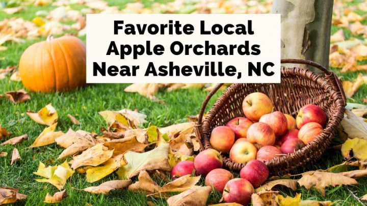 Apple Orchards in Hendersonville NC blog post cover with red apples in a basket next to a tree and pumpkin