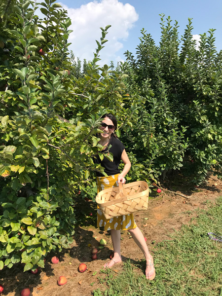 Apple Picking Near Asheville Stepp's Hillcrest Orchard with brunette white woman in a yellow skirt and black top picking apples