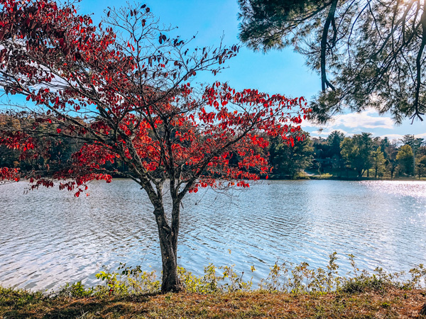 Beaver Lake Asheville NC red tree in front of the blue lake