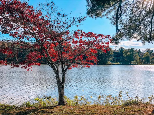 Beaver Lake Asheville NC red tree in front of the blue lake