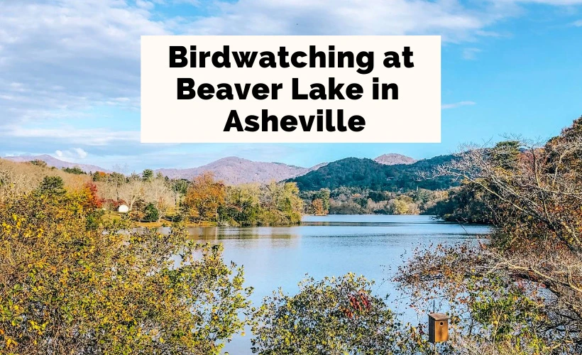 Beaver Lake Bird Sanctuary Trail Asheville NC with blue lake, mountains and fall foliage
