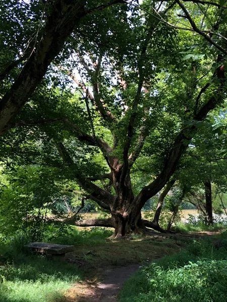 Tree inside Beaver Lake Bird Sanctuary Trail