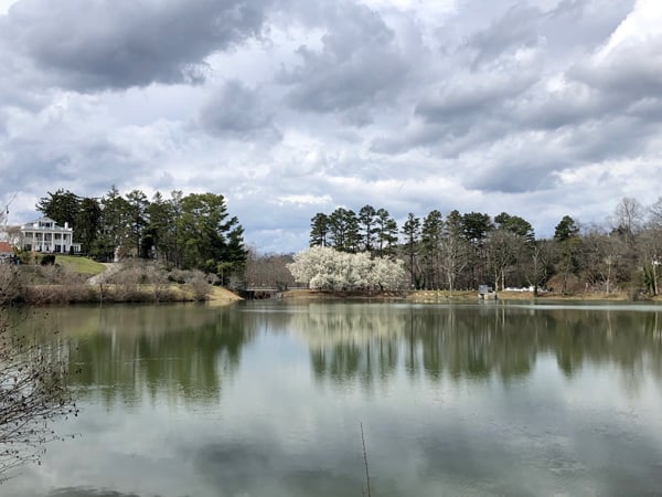 A view of Beaver Lake in Asheville from its perimeter walking trail. It is springtime with white blossom trees and a clear green-gray lake with clouds