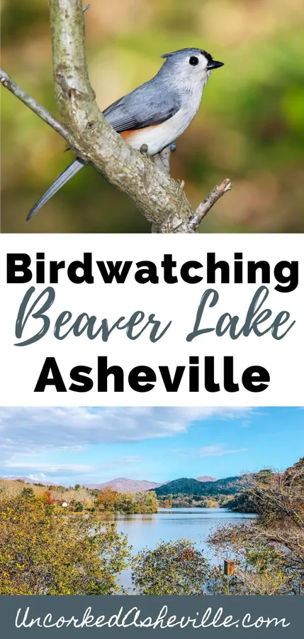 Beaver Lake Trail and Bird Sanctuary Asheville Pinterest Pin with image of Beaver Lake and a tufted titmouse bird