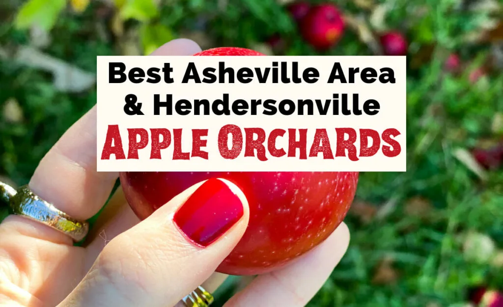 Best Apple Orchards in Hendersonville Apple Picking Asheville NC with white hand and red painted nails holding waxy bright red apple in middle of orchard with apple tree in background