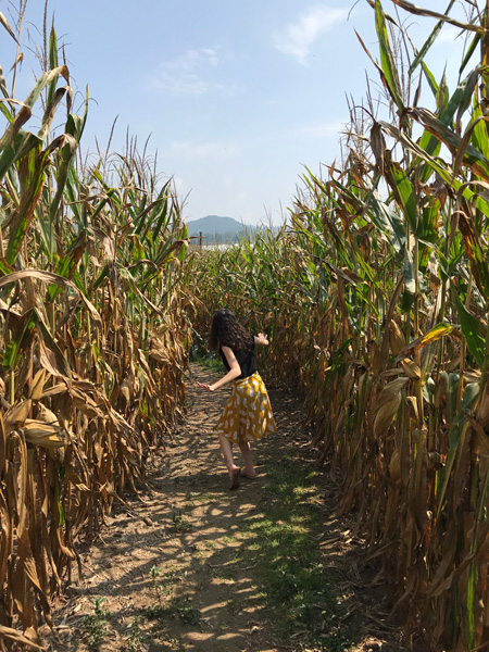 Corn Maze At Stepp's Hillcrest Orchard Hendersonville NC with brunette white woman in a yellow skirt and black top lost in a corn maze