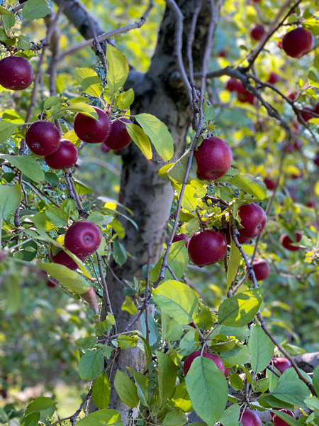 Coston Apple Farm Hendersonville NC with apple orchard tree with red Rome apples