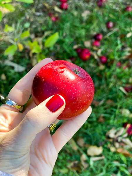 Hand holding red apple at Coston Farm