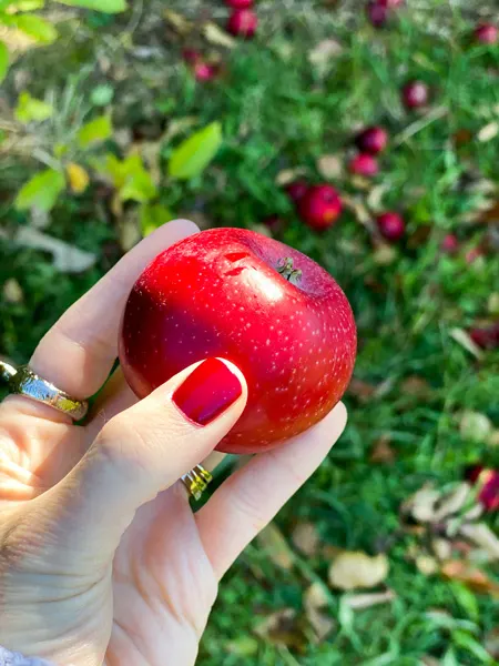 Coston Farm U Pick Apple Orchard in Hendersonville NC with white hand with red nails holding red apple in front of apple tree