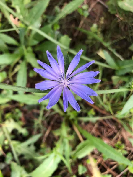 Purple flower at Beaver Lake Bird Sanctuary
