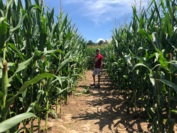 Grandad's Apples Corn Maze with white male wearing a hat and red shirt walking through a corn maze