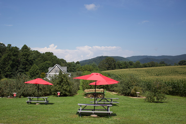 Apple Orchards in Hendersonville NC including Grandad's Apples with picnic tables with red umbrellas, gray house, and view of mountains, corn maze, and apple trees