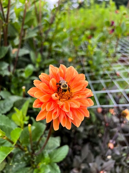 Jeter Mountain Farm Flowers Hendersonville North Carolina with a close up of orange flower with a bumble bee sitting in it
