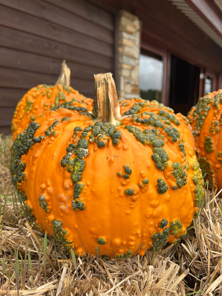 Jeter Mountain Farm Warted Orange Pumpkin in Hendersonville NC with pumpkin sitting on hay and brown building in background