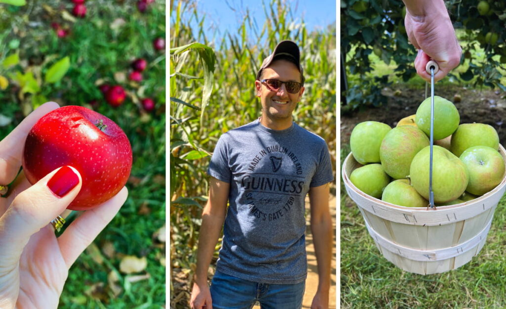 photo collage with apples and corn maze