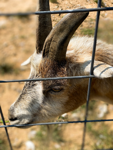 Sky Top Orchard Goat with wire fence