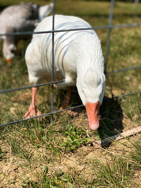 Sky Top Orchard NC Duck with head through wire fence