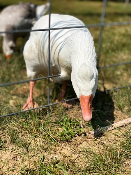 Sky Top Orchard NC Duck with head through wire fence