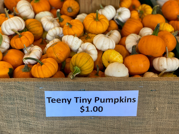 Stepp's Hillcrest Orchard Country Store yellow and orange teeny tiny pumpkins