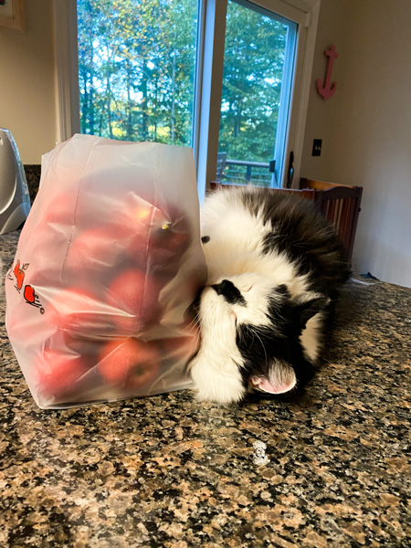 U-Pick Apples Hendersonville NC with black and white cat hugging bag of apples