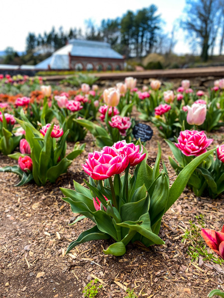 Biltmore Conservatory and Walled Garden Asheville NC with pink flowers in rows in mulch