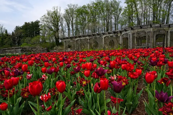 Biltmore Gardens in the Spring and Summer with red tulips