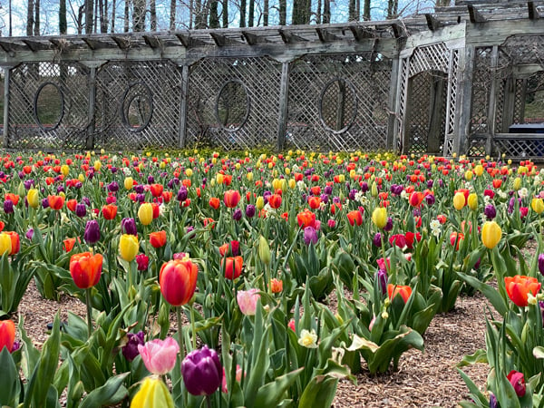 Biltmore Walled Gardens Asheville NC with red, pink, yellow, and orange tulips with brown trellis for Biltmore Blooms in spring