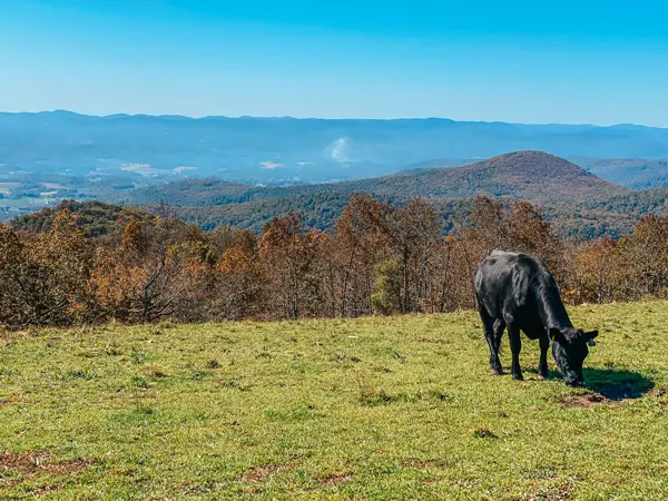 Easy Hiking Trails Near Asheville Bearwallow Mountain Trail with black cow grazing in a meadow