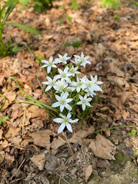 French Broad River Park white Flowers called Star of Bethlehem in dirt along path