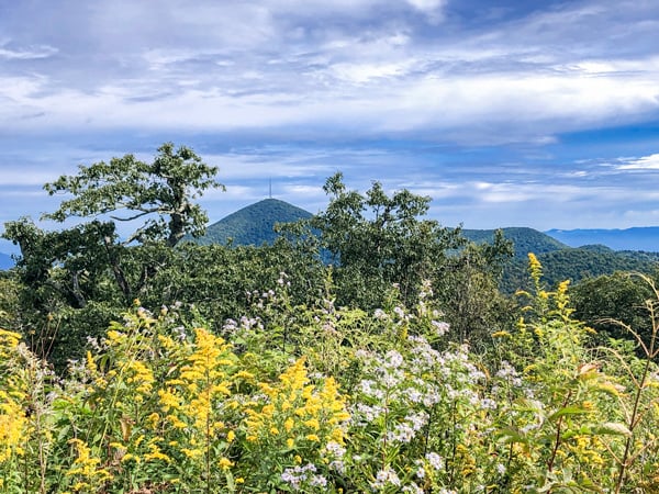 Mount Pisgah Trail Summit view from Fryingpan Mountain Lookout Tower and Trail with blue hued mountain and yellow wildflowers