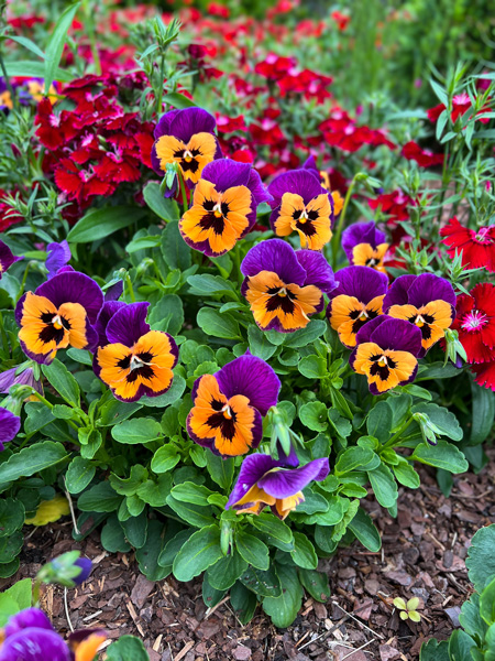 Yellow and purple flowers at the NC Arboretum