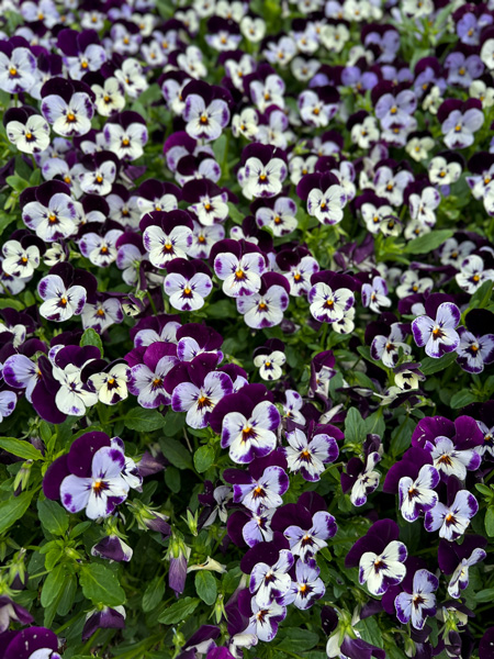 The NC Arboretum Asheville NC Purple Flowers with white centers and green stems