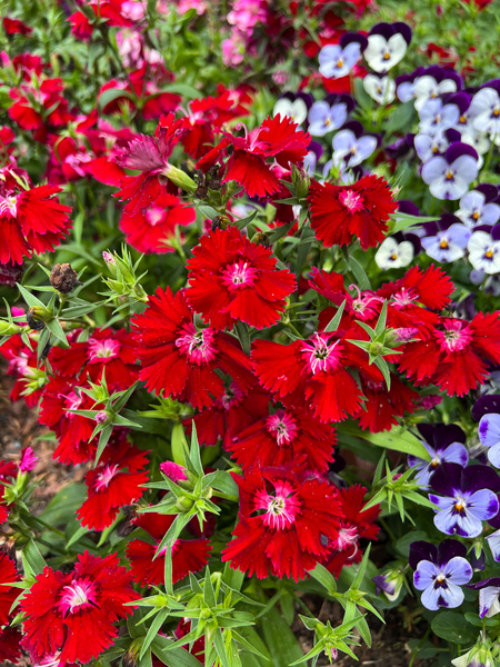 The North Carolina Arboretum Red Flowers with pink middles next to purple and white flowers