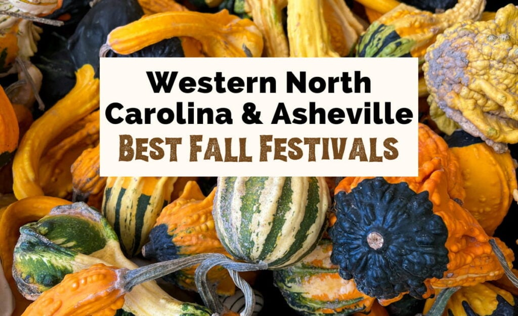 Western North Carolina and Asheville Fall Festivals, Events, and Activities featured article image with orange, green, and yellow mini pumpkins and gourds.