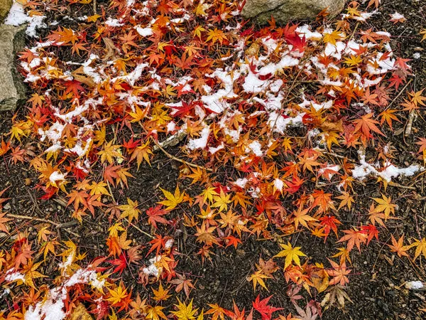 Asheville NC Fall Foliage Colors with red, yellow and orange leaves on ground with dusting of snow