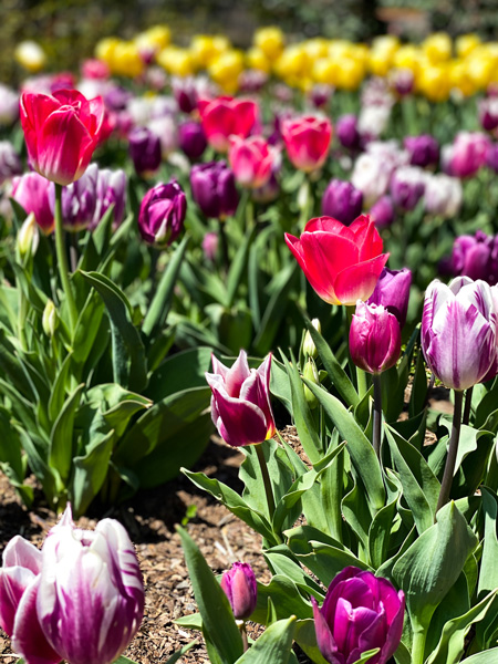 Biltmore Estate gardens in spring in Asheville NC with pink and purple tulips in walled garden