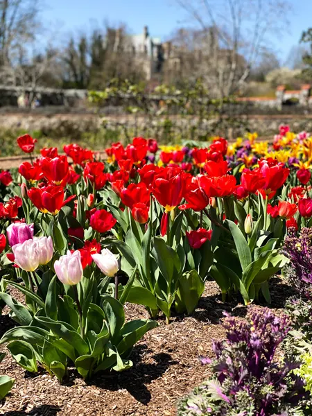 Biltmore in spring with red and yellow tulips in walled garden