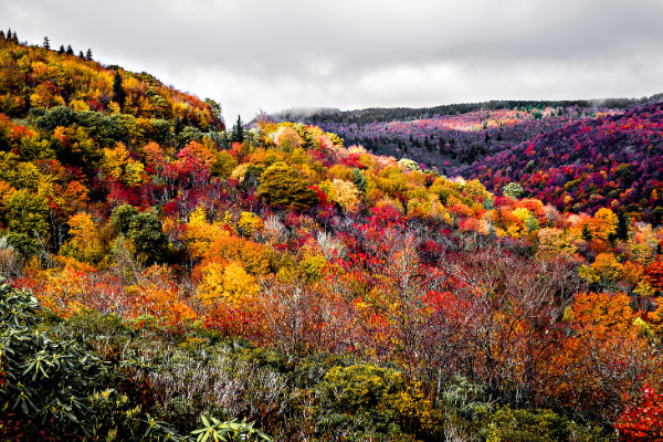 Graveyard Fields Fall Foliage